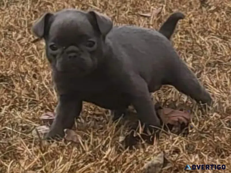 AKC Brussels Griffon