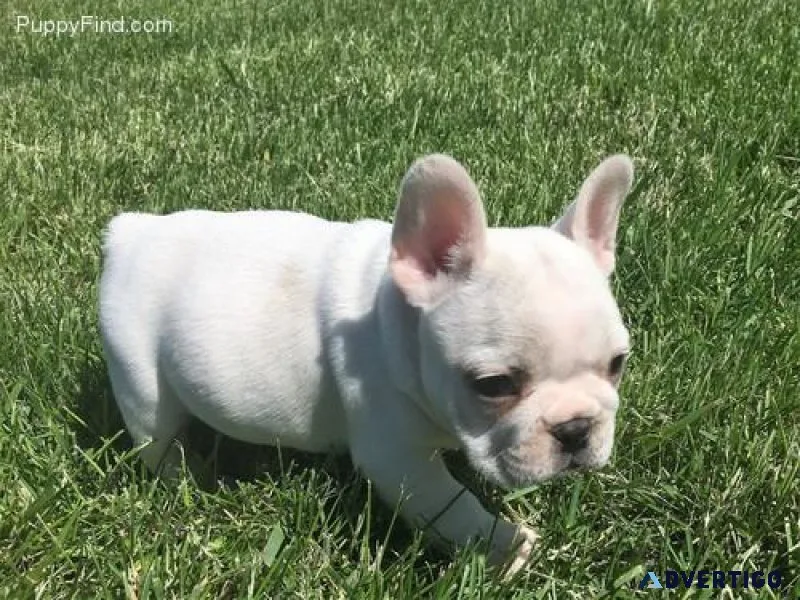 Top Quality French Bulldog Puppies Available