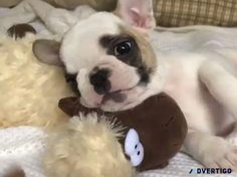 FRENCH BULLDOG PUPPIES