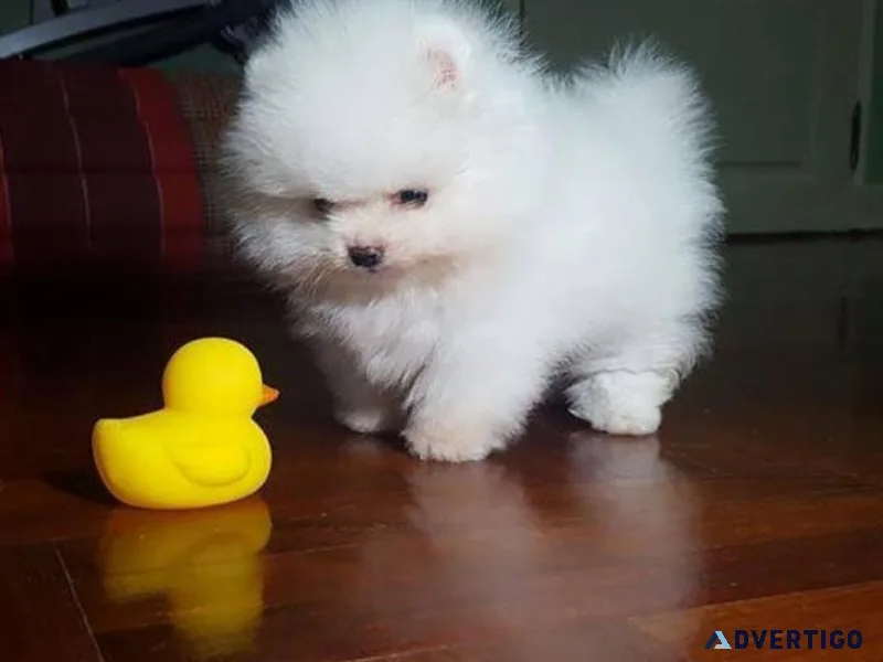 Beautiful Teacup Pomeranain Pups