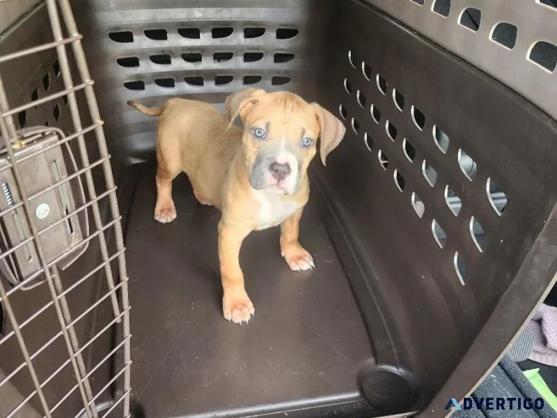 Pure Breed American Pit Bull Puppies