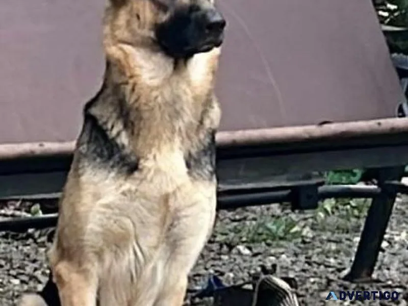 German Shepherd Pups
