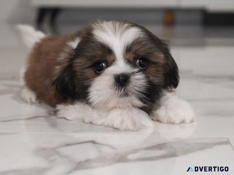 Quality Shih Tzu puppies