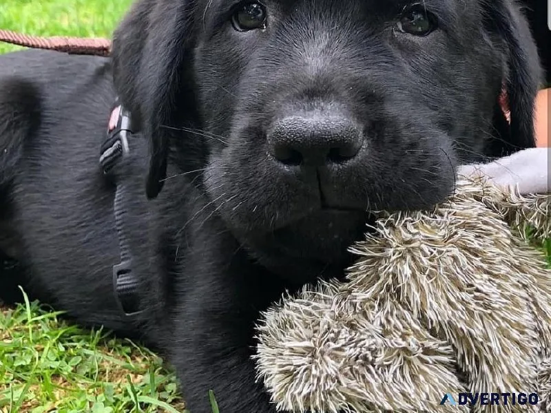 Home Trained Labrador Retriever Puppies