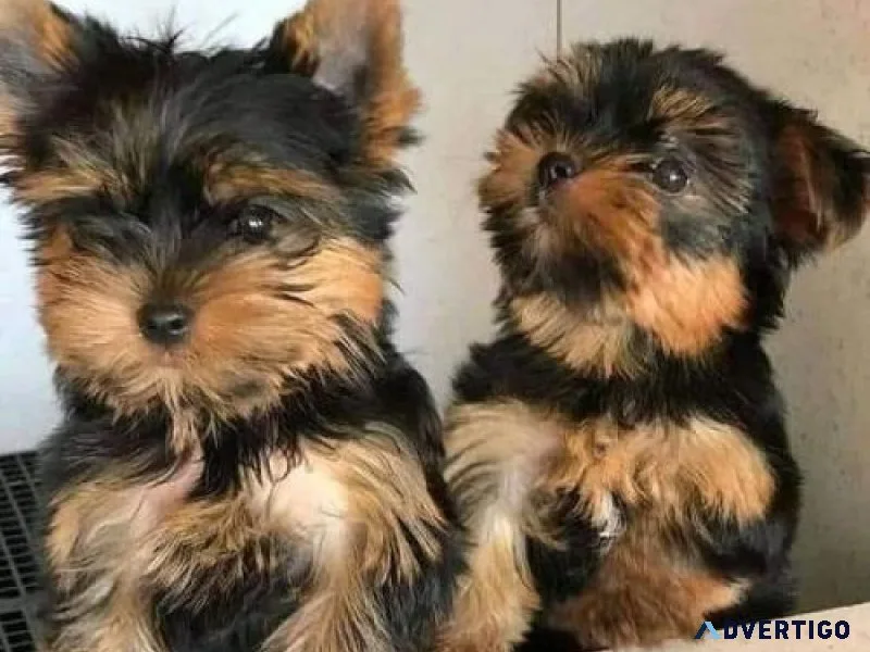 Beautiful Yorkshire Terrier puppies Available