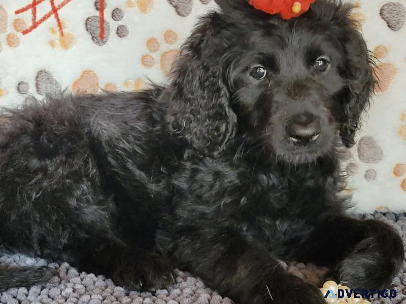 F1 Goldendoodles