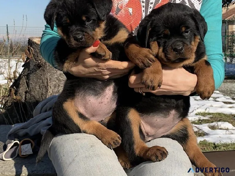 German Rottweiler puppies