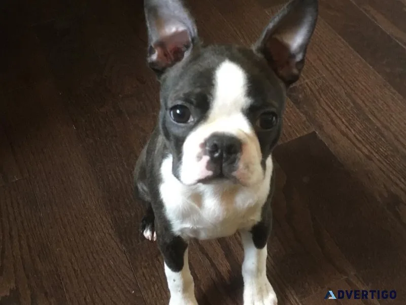 Boston Terrier Puppies Available for Adoption