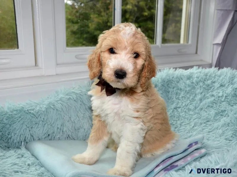 Toy Size Goldendoodles