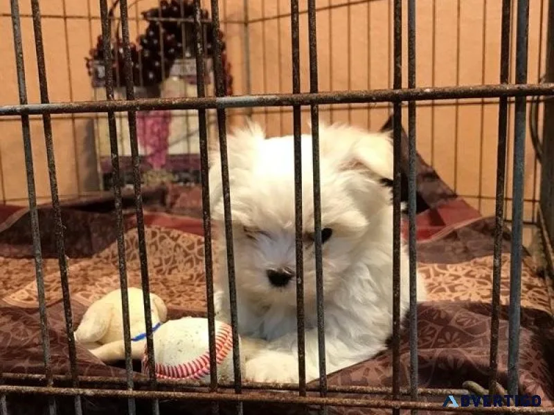 Priceless Pedigree Maltese Puppy Ready For Adoption