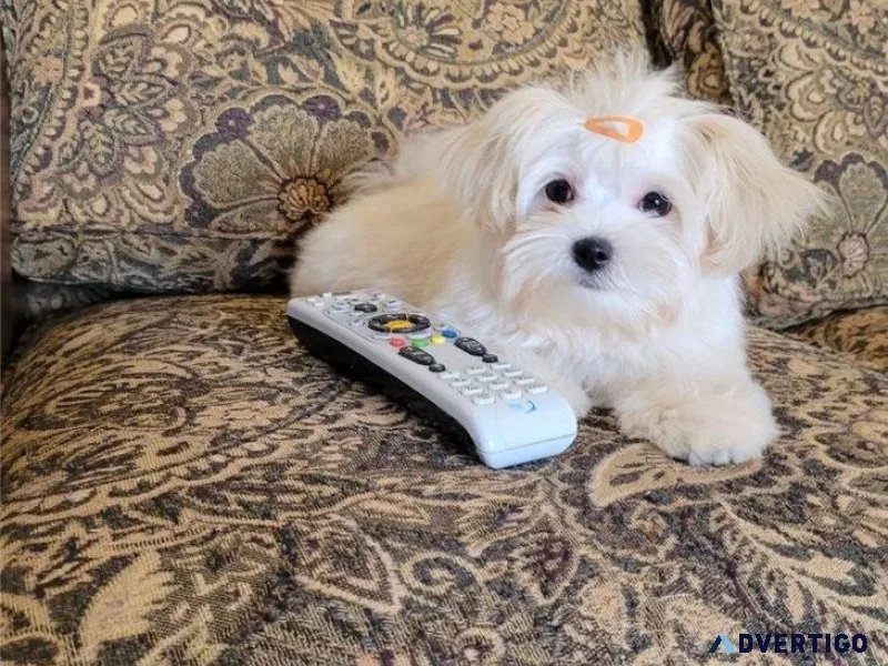 Stunning Morkie pups ready