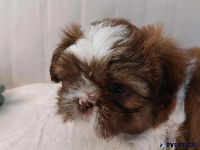 Shih-Tzu puppies AKC