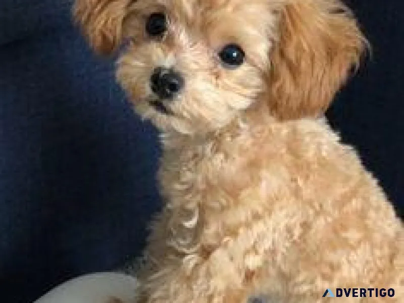 Toy Poodle Puppies
