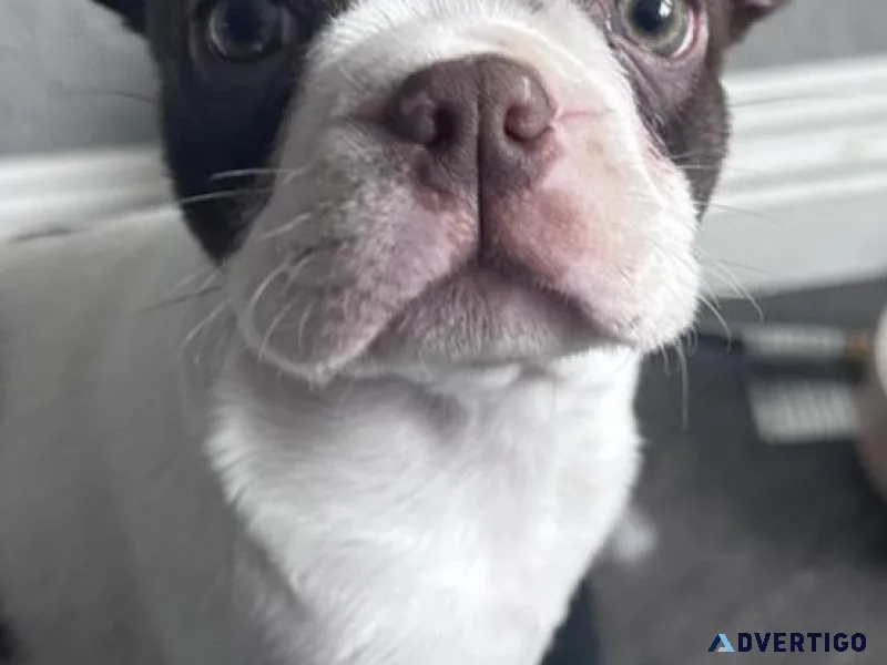 AKC Boston Terriers