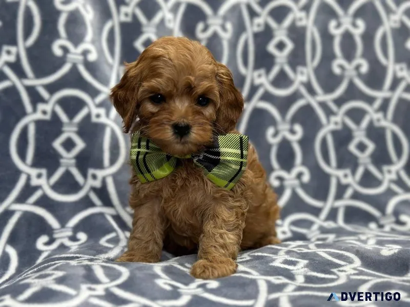 Toy Poodle puppies ready