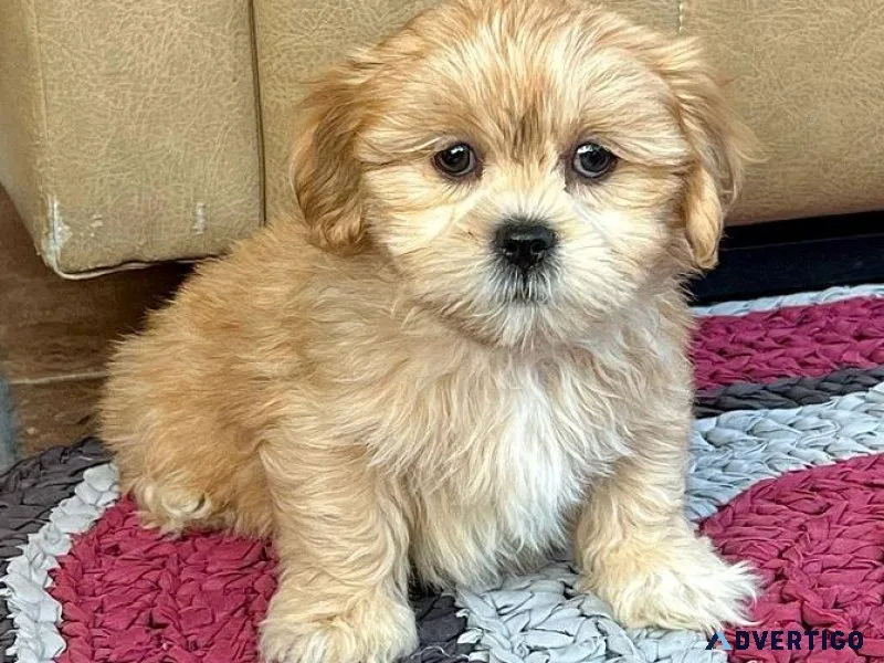 Lhasa Apso puppies