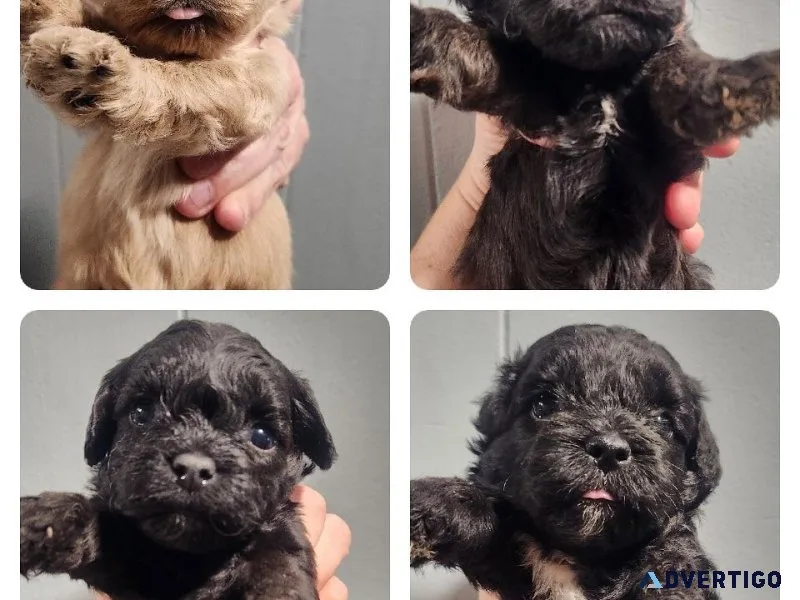 Shihpoo Puppies