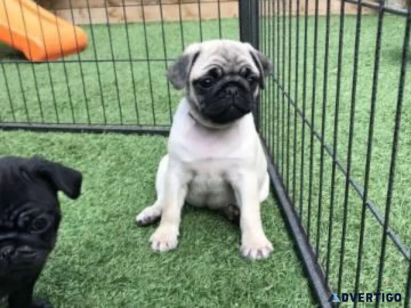 Lovely Pug for Pet Lovers