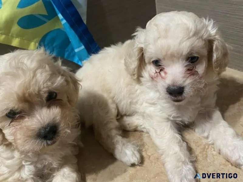 Poodles