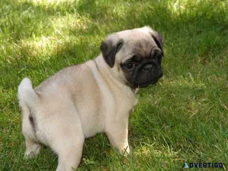 Stunning Pug AKC registered