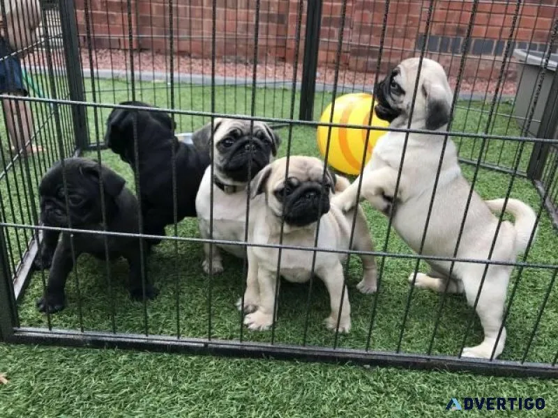We have two beautiful Male and Female pug puppies
