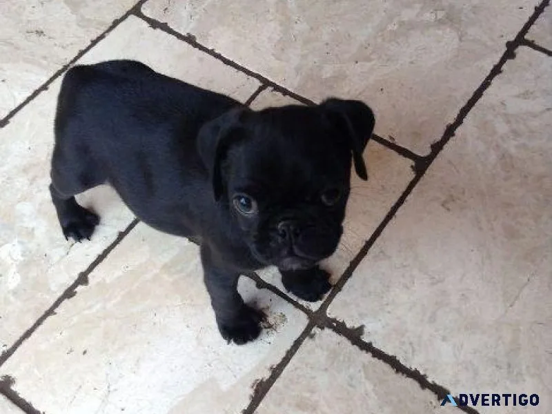 Excellent Pug Puppies