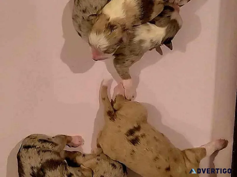 Mini Aussies  top quality