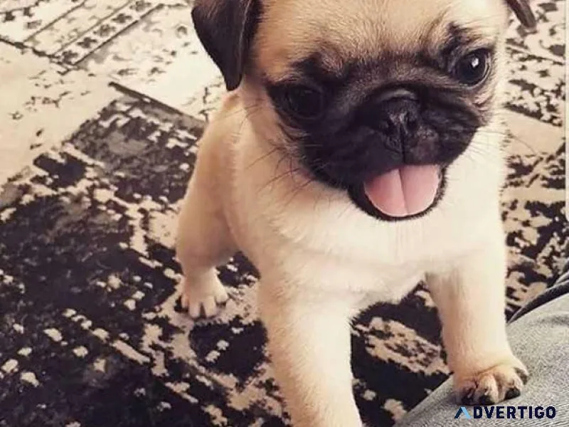Pug Puppies