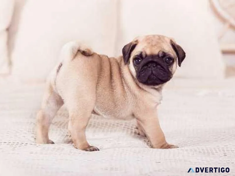 Two little Pug puppies for adoption