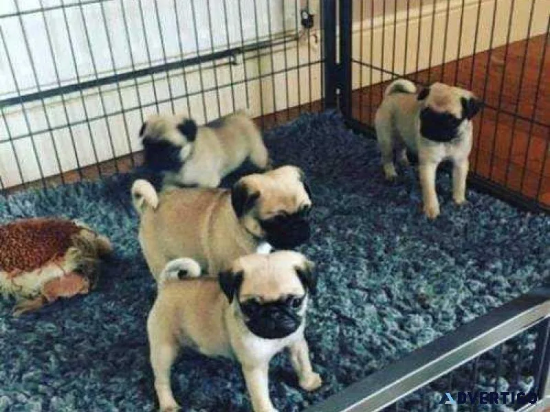 Top Quality Pug