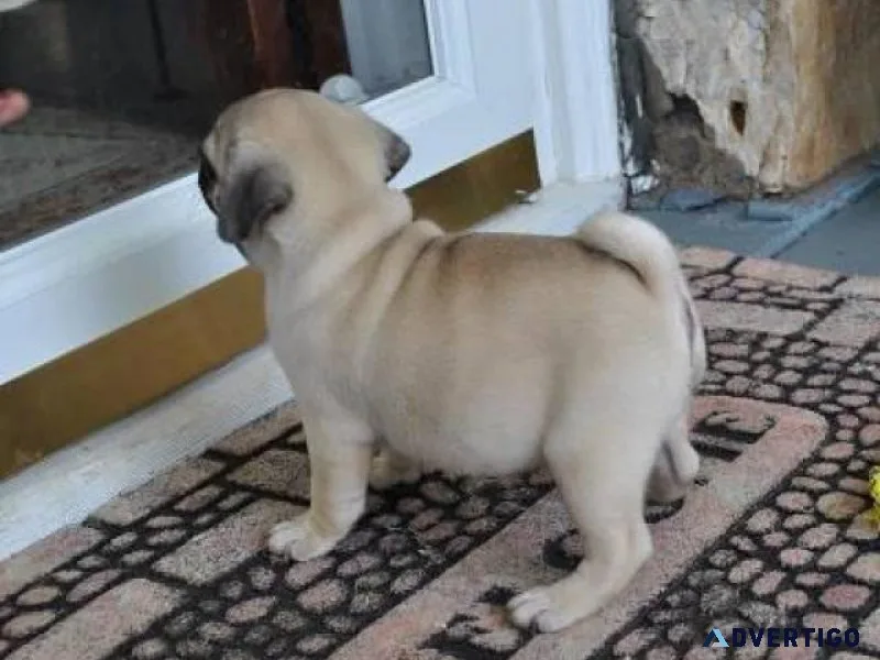 Quality Teacup pug for Adoption