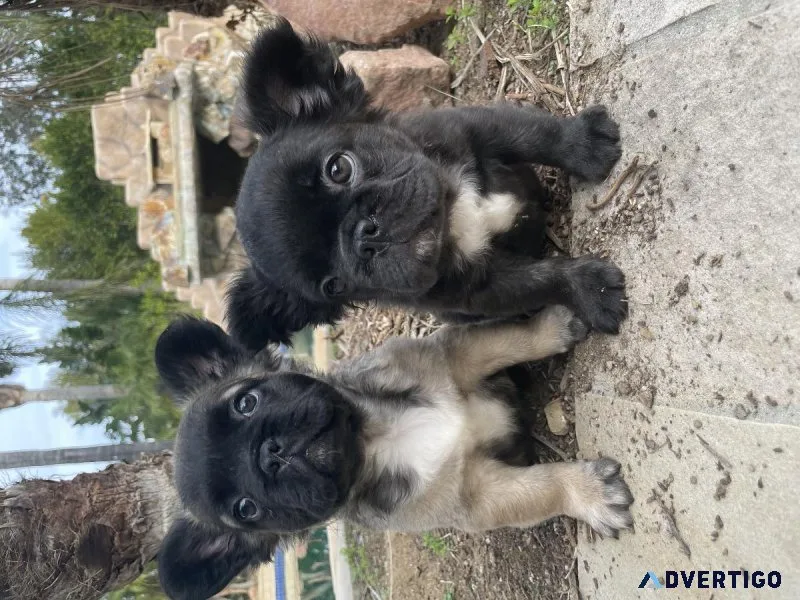MALE FAWN FLUFFY FRENCH BULLDOG