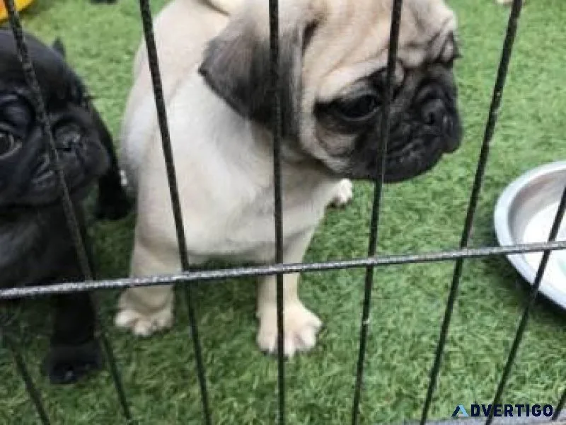 Marvelous pug puppies For Sale