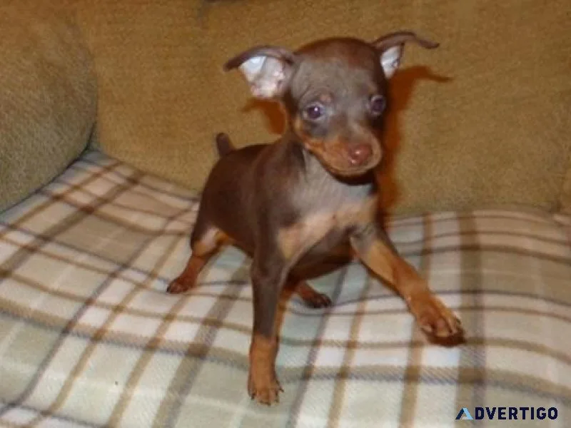 Magnificent Miniature Pinscher Puppies