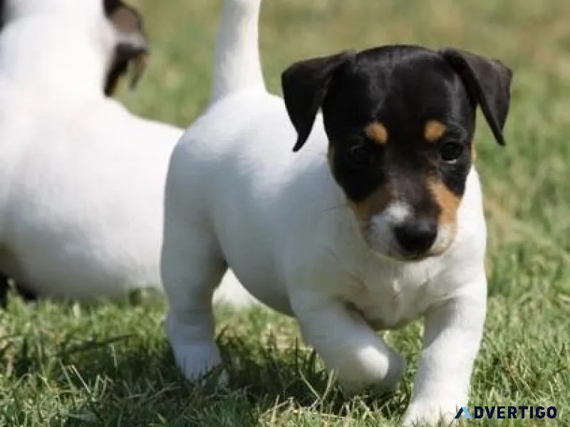 Very Intelligent Jack Russel Terrier Puppies