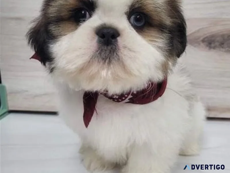 2 Male and 3 Female Shih Tzu puppy