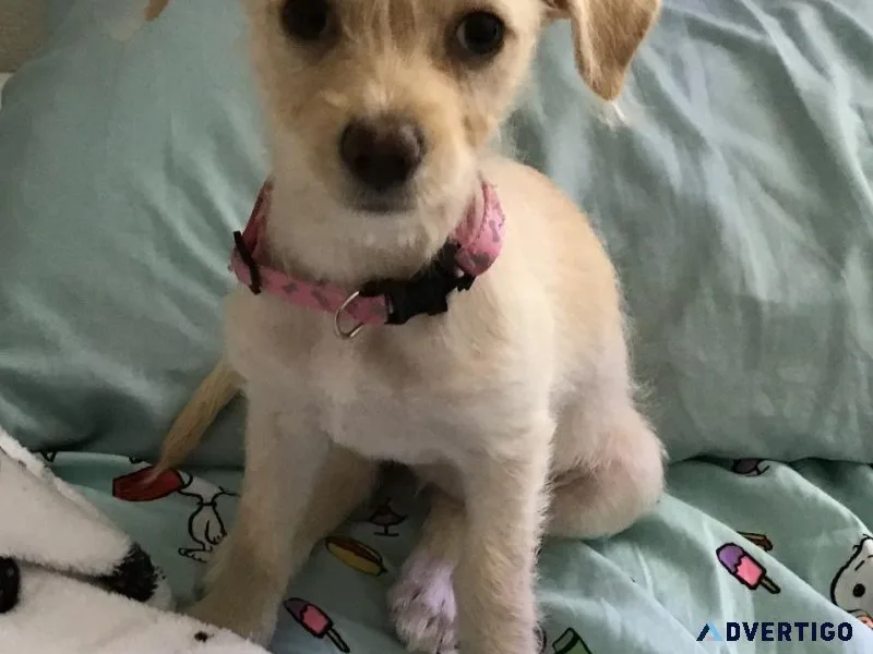 Terrier puppy