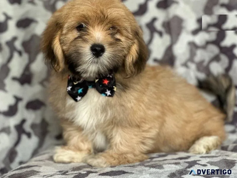 Healthy Lhasa Apso Puppies
