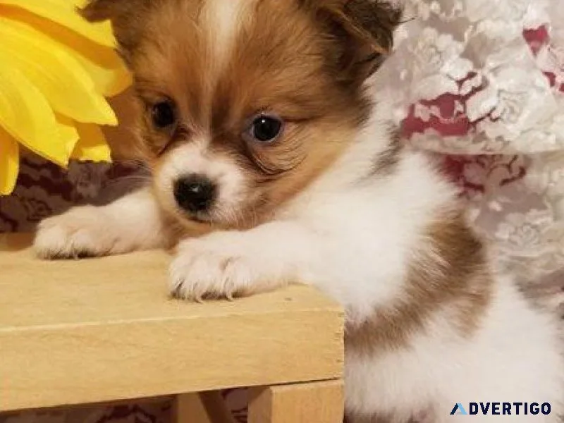 Lovely Maltipom puppies