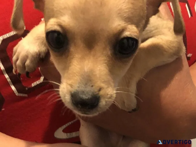 Chihuahua puppies