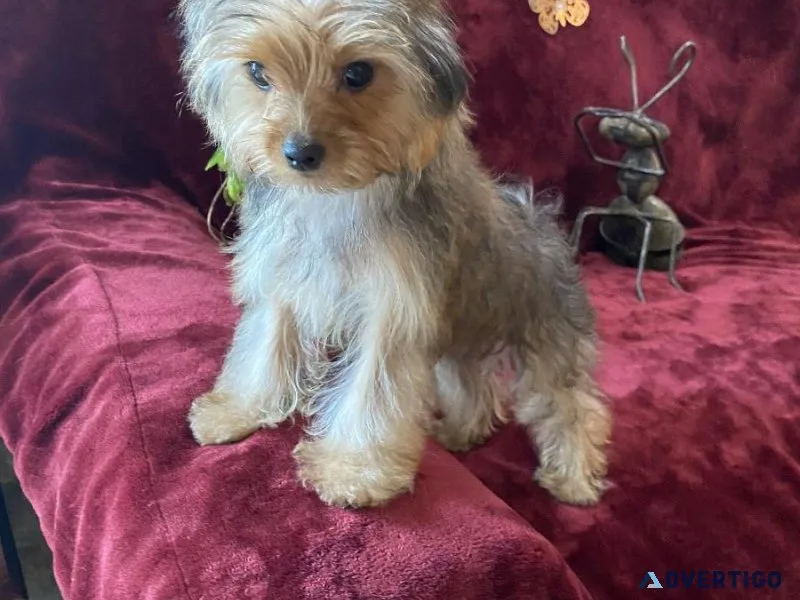 Yorkies