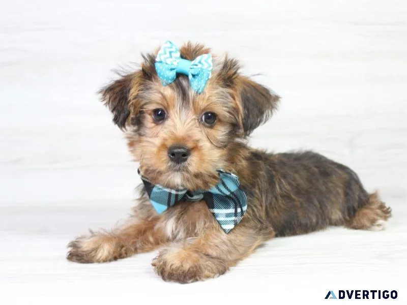 RARE Yorkie Puppies For Sale