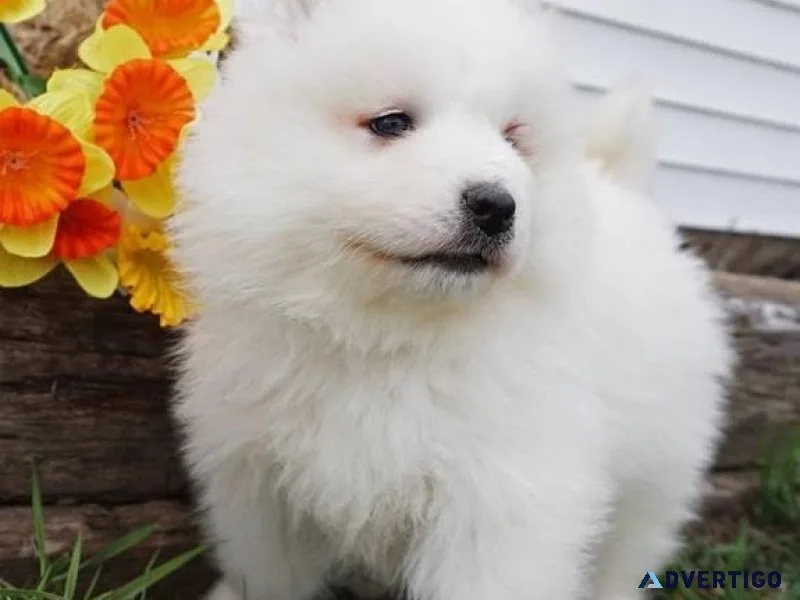 Healthy Samoyed puppies...
