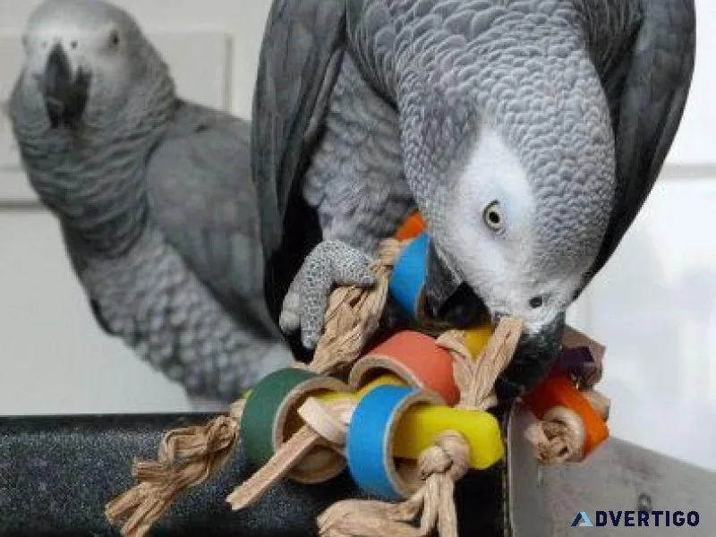 African Grey Parrots For sale with accessories.