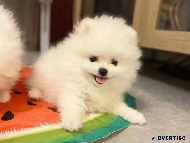 Beautiful Well bred pomeranian pups