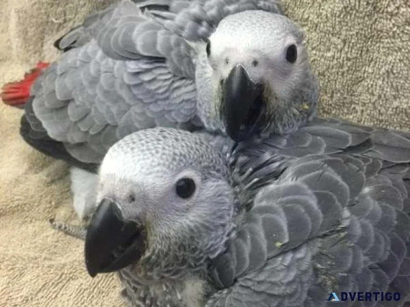 African Grey Congo Babies Available