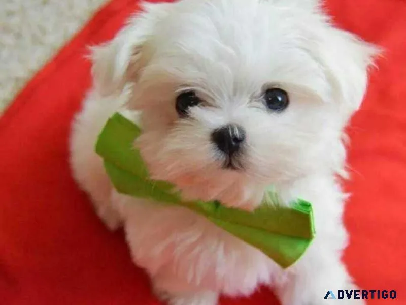 Super adorable Maltese Puppies.