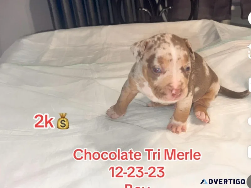 American Bully Hybrid Bull