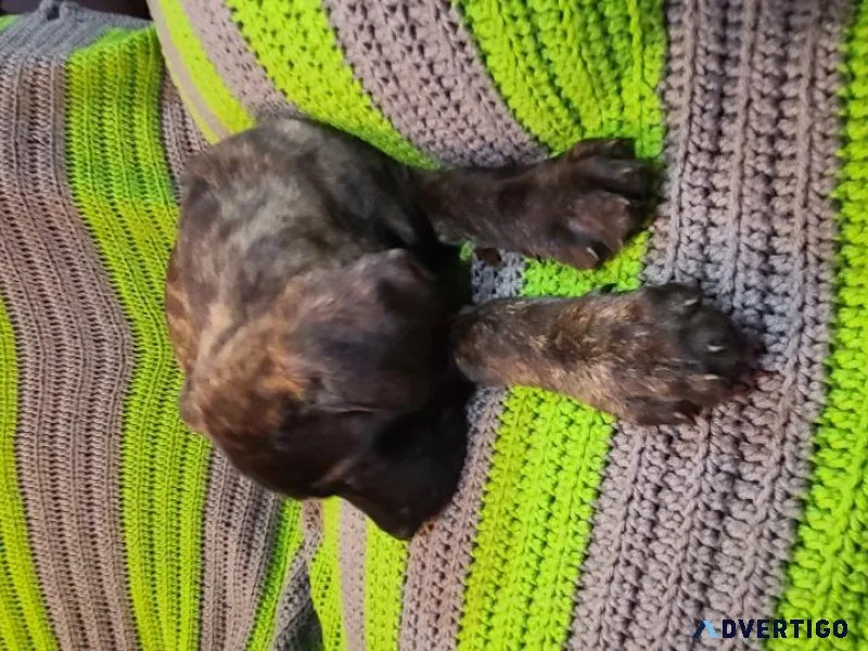 English Mastiff Puppies