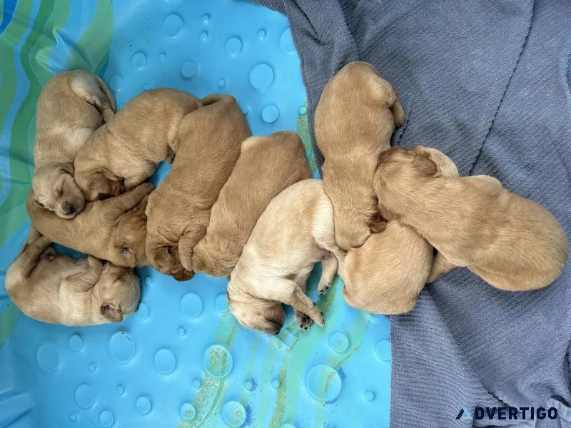 Golden Irish puppies